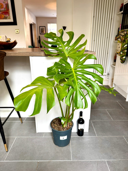 90cm Large Form Monstera Deliciosa (Swiss Cheese Plant)