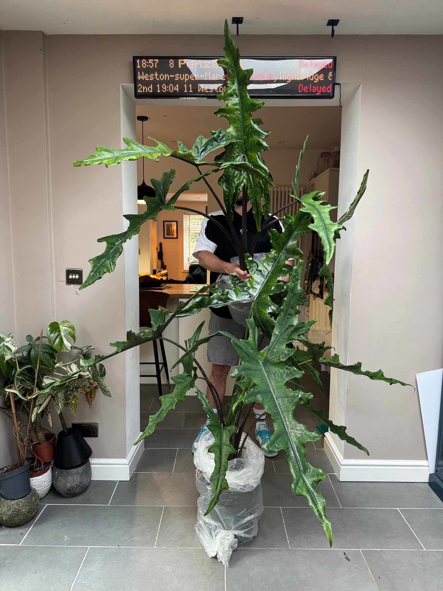 150cm Alocasia Sabrina Narrow