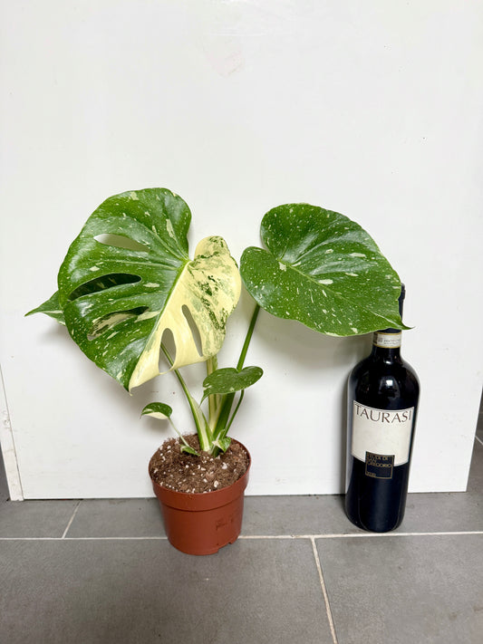 40cm Monstera Deliciosa Thai Constellation (Swiss Cheese Plant)