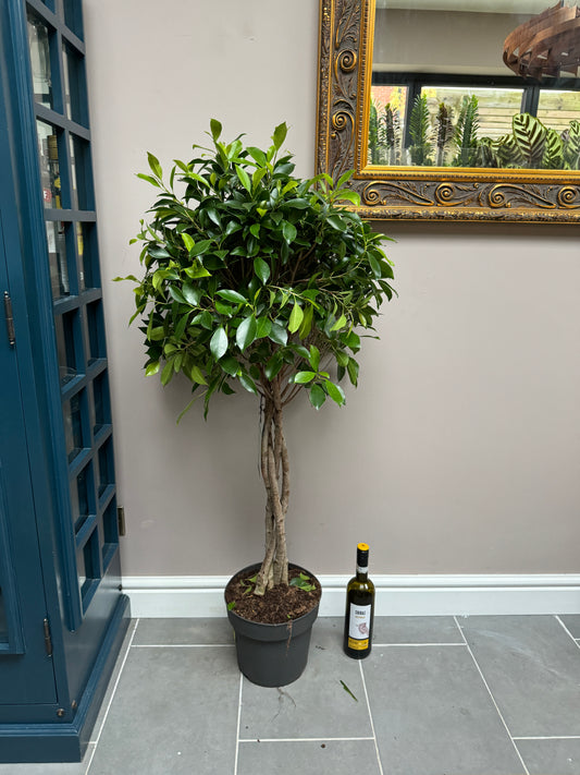 120cm Twisted Stem Ficus