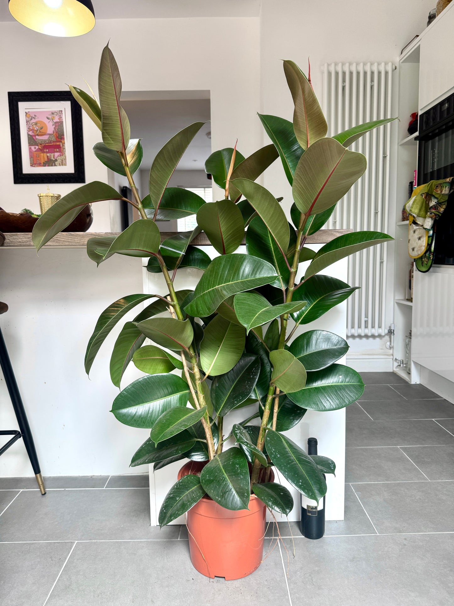 130cm Ficus Robusta (Rubber Plant)