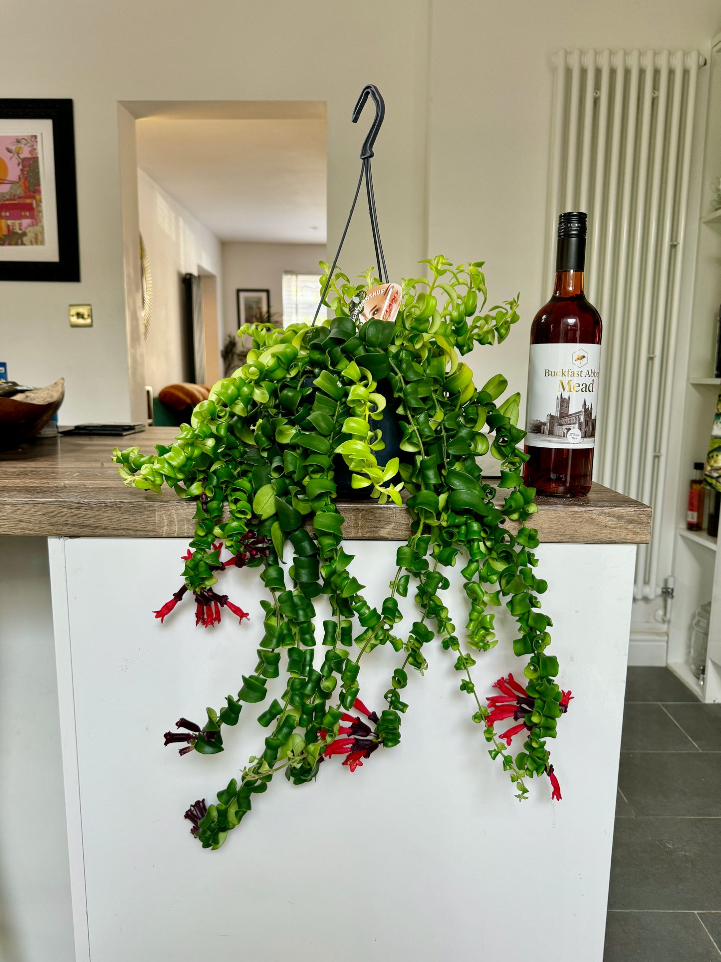 50cm Aeschynanthus Rasta (Lipstick Plant)