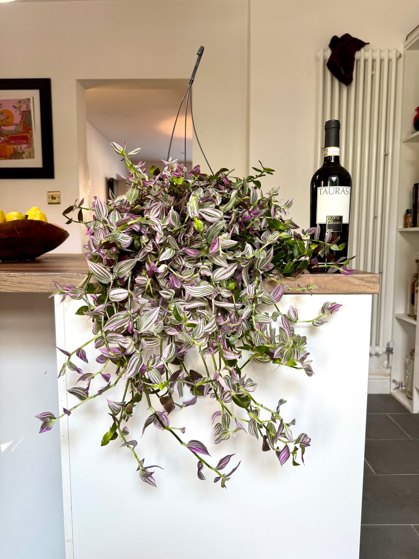 60cm Tradescantia Pink Hill