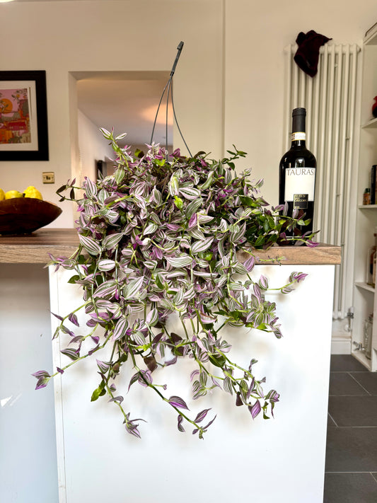 60cm Tradescantia Pink Hill