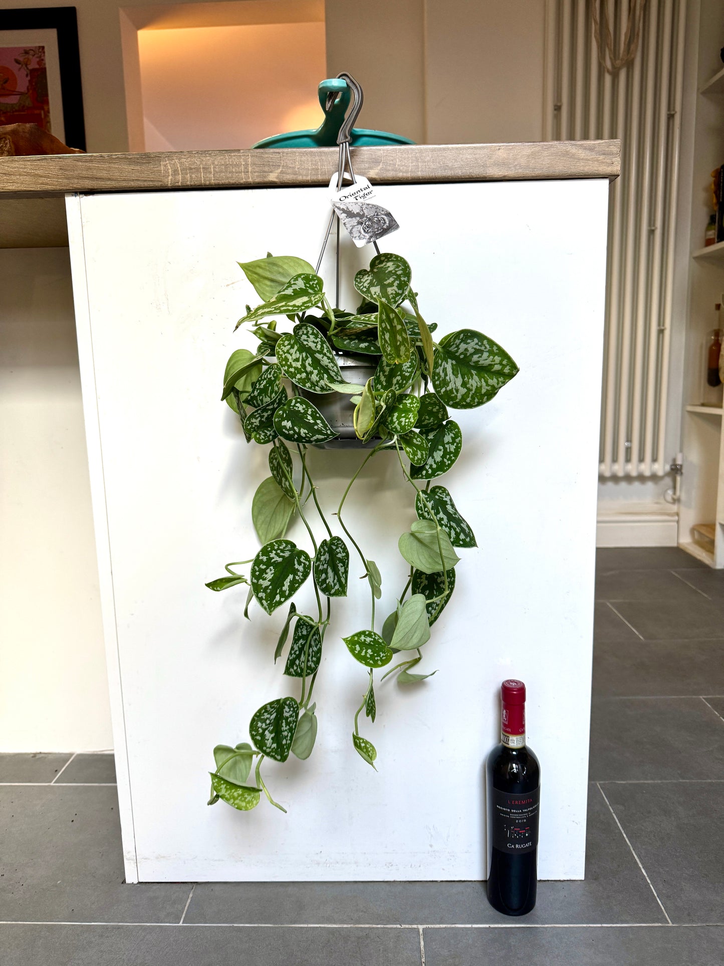 50cm Satin Pothos (Scindapsus Argyraeus)