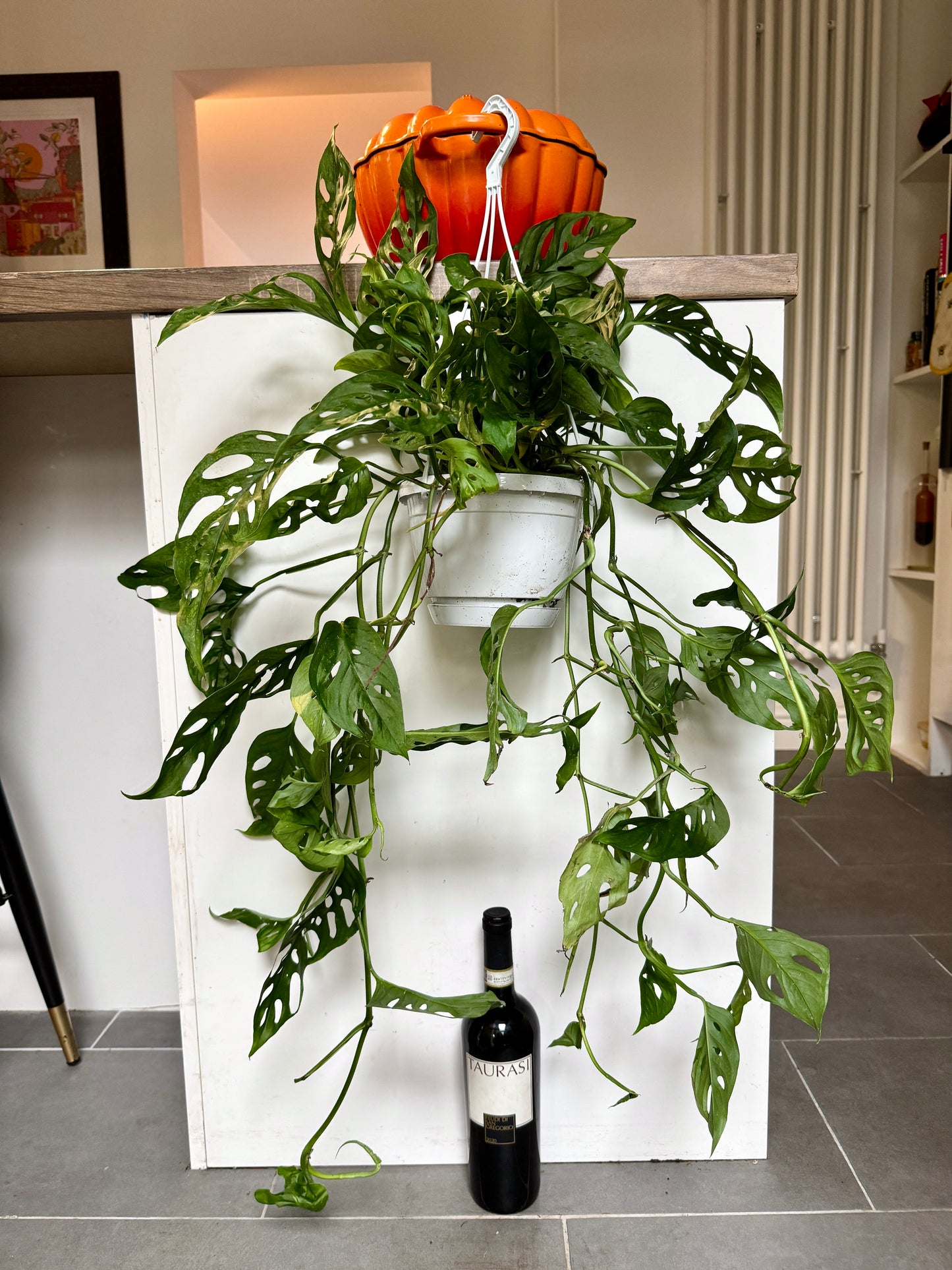 swiss cheese plant hanging basket 50cm Hanging Monstera Adansonii (Monkey Mask Cheese Plant) – Bristol Plant Man