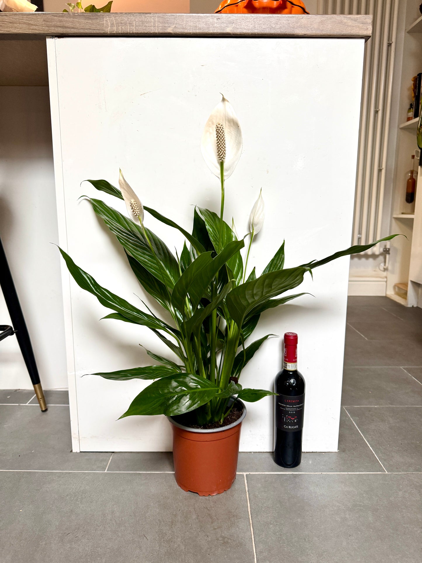 75cm Peace Lily