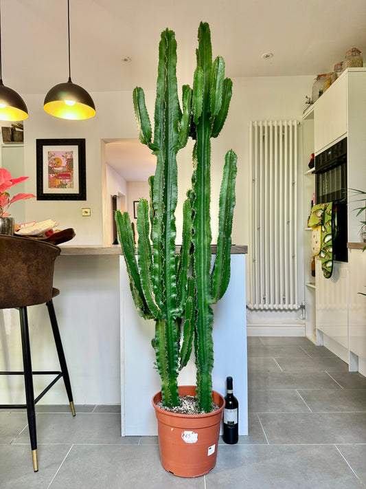 200cm Giant Euphorbia Cactus