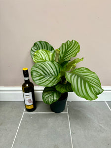 50cm Calathea orbifolia
