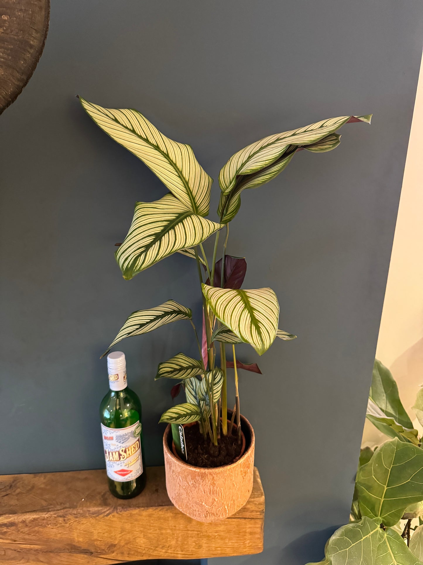 70cm Calathea White Star in ceramic pot