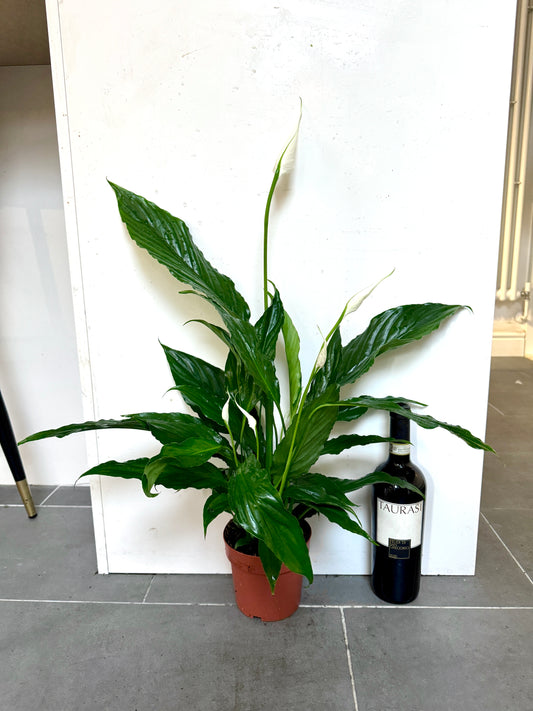 50cm Peace Lily (Spathiphyllum cupido)