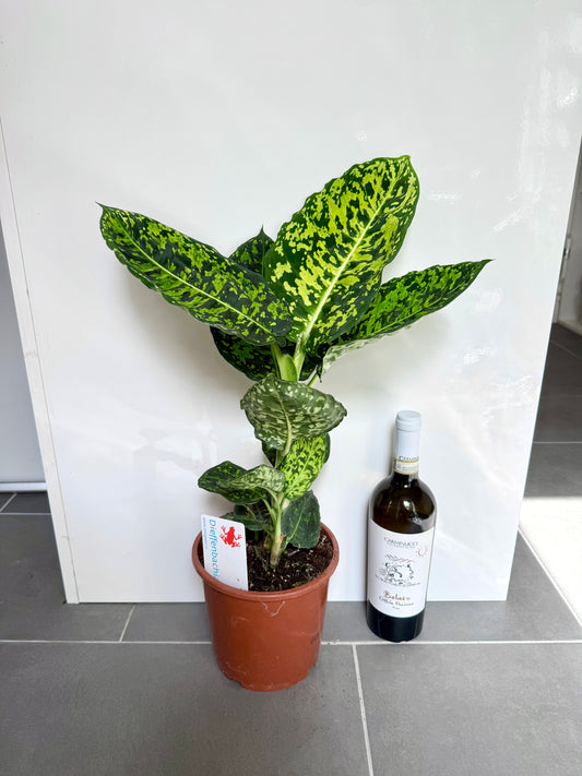 60cm Dieffenbachia Reflector