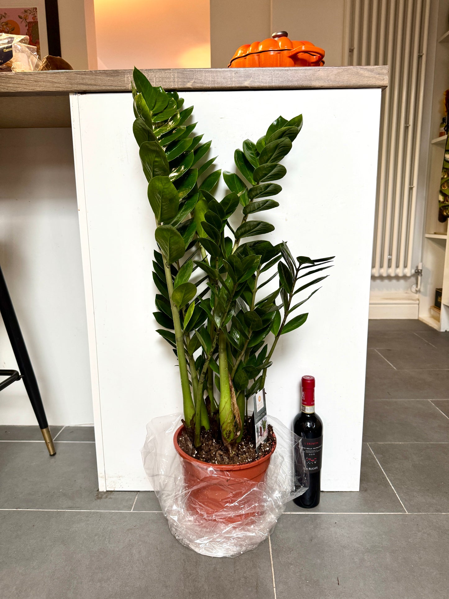 90cm ZZ Plant