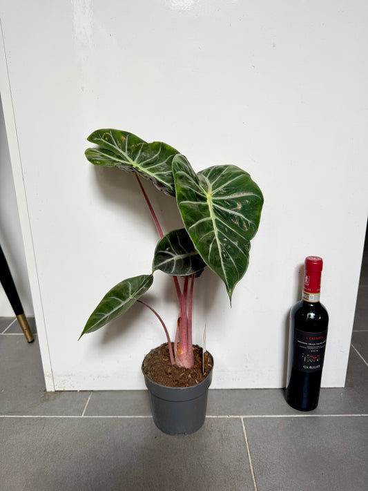 50cm Alocasia Pink Dragon