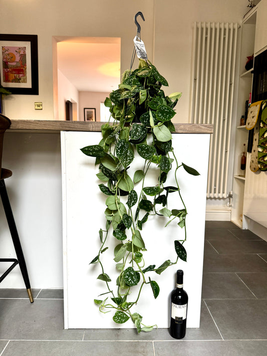 120cm XL Satin Pothos (Scindapsus Argyraeus)