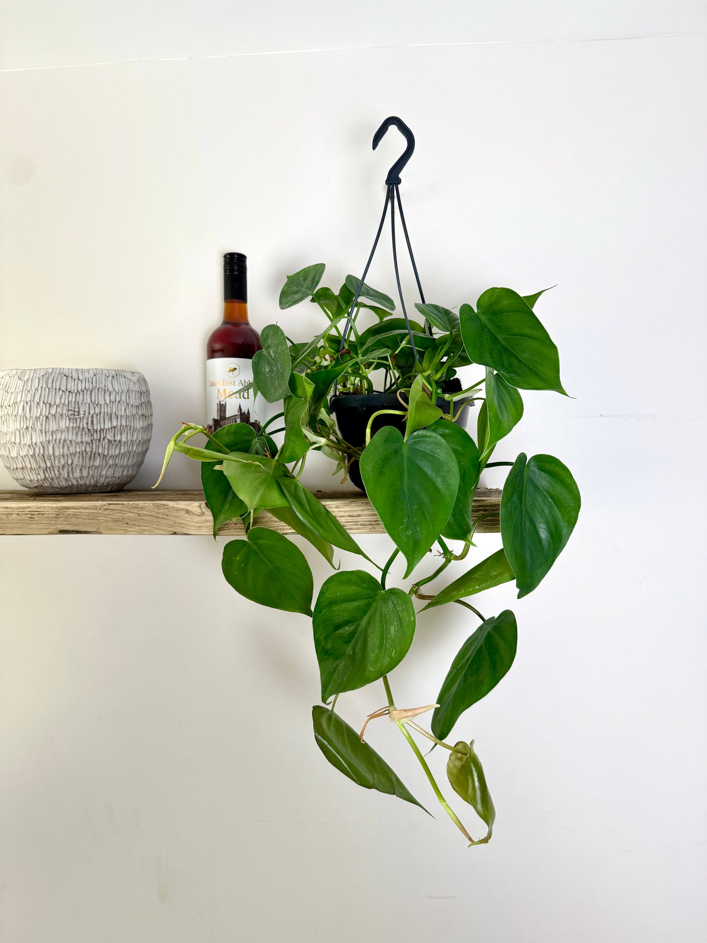 40cm Hanging Philodendron Scandens