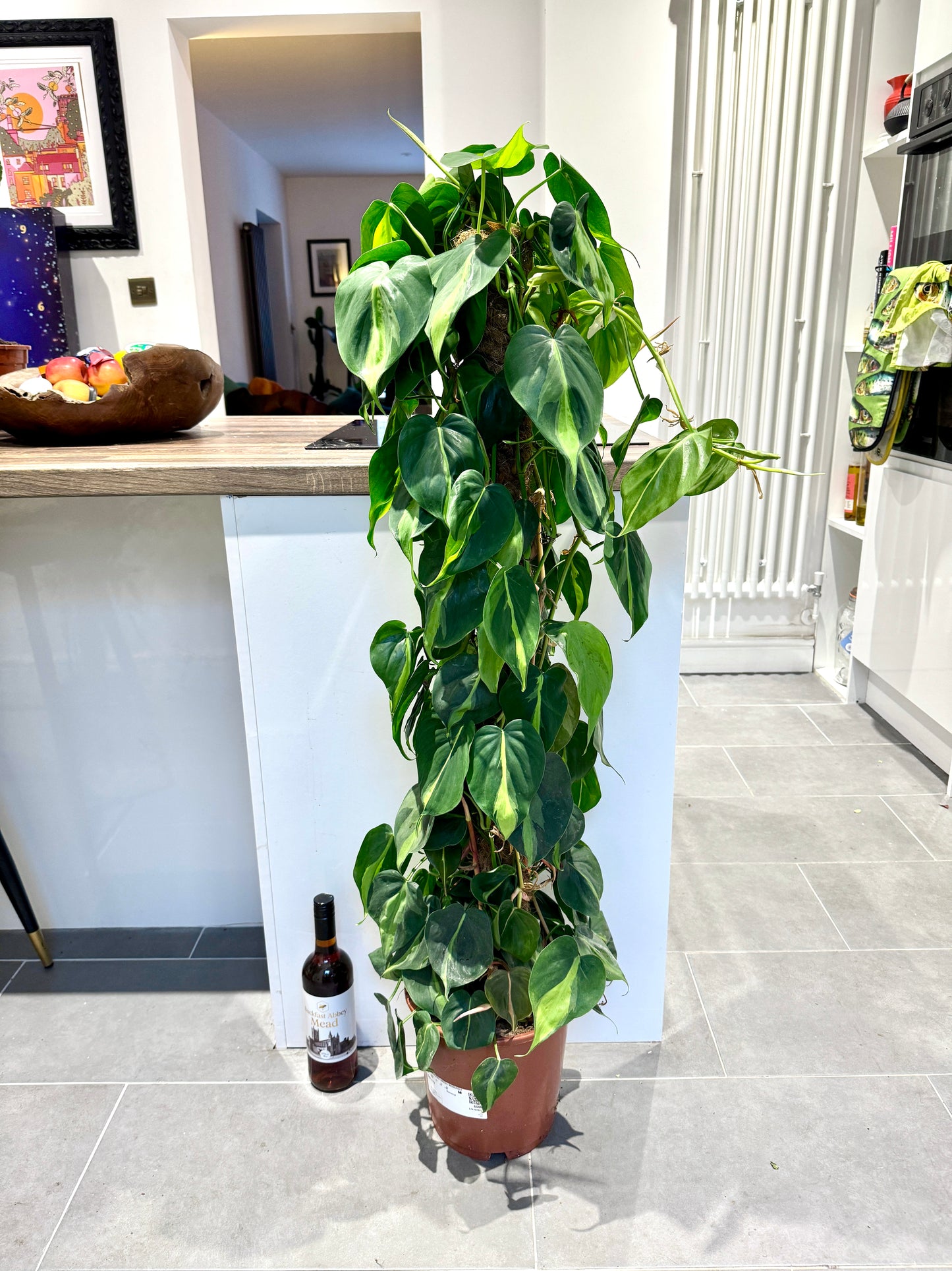 philodendron scandens climbing 130cm Climbing Philodendron Scandens Brasil – Bristol Plant Man