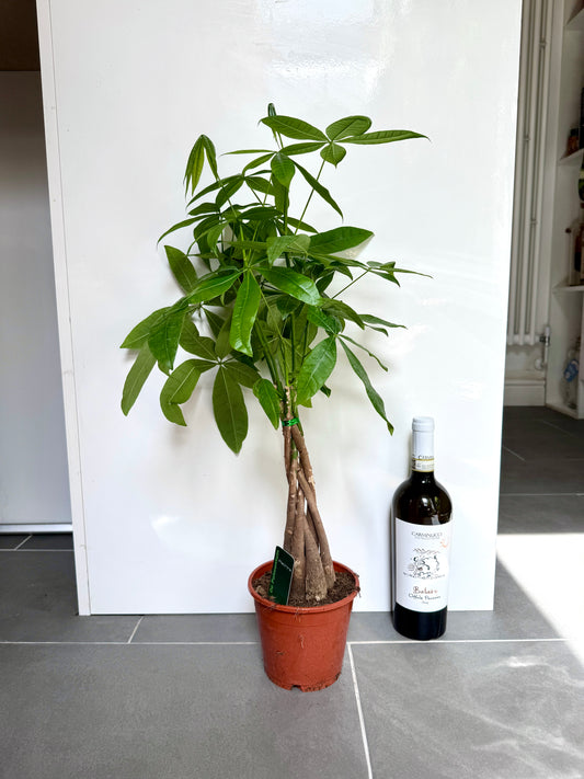 60cm Pachira Aquatica (Money Tree)