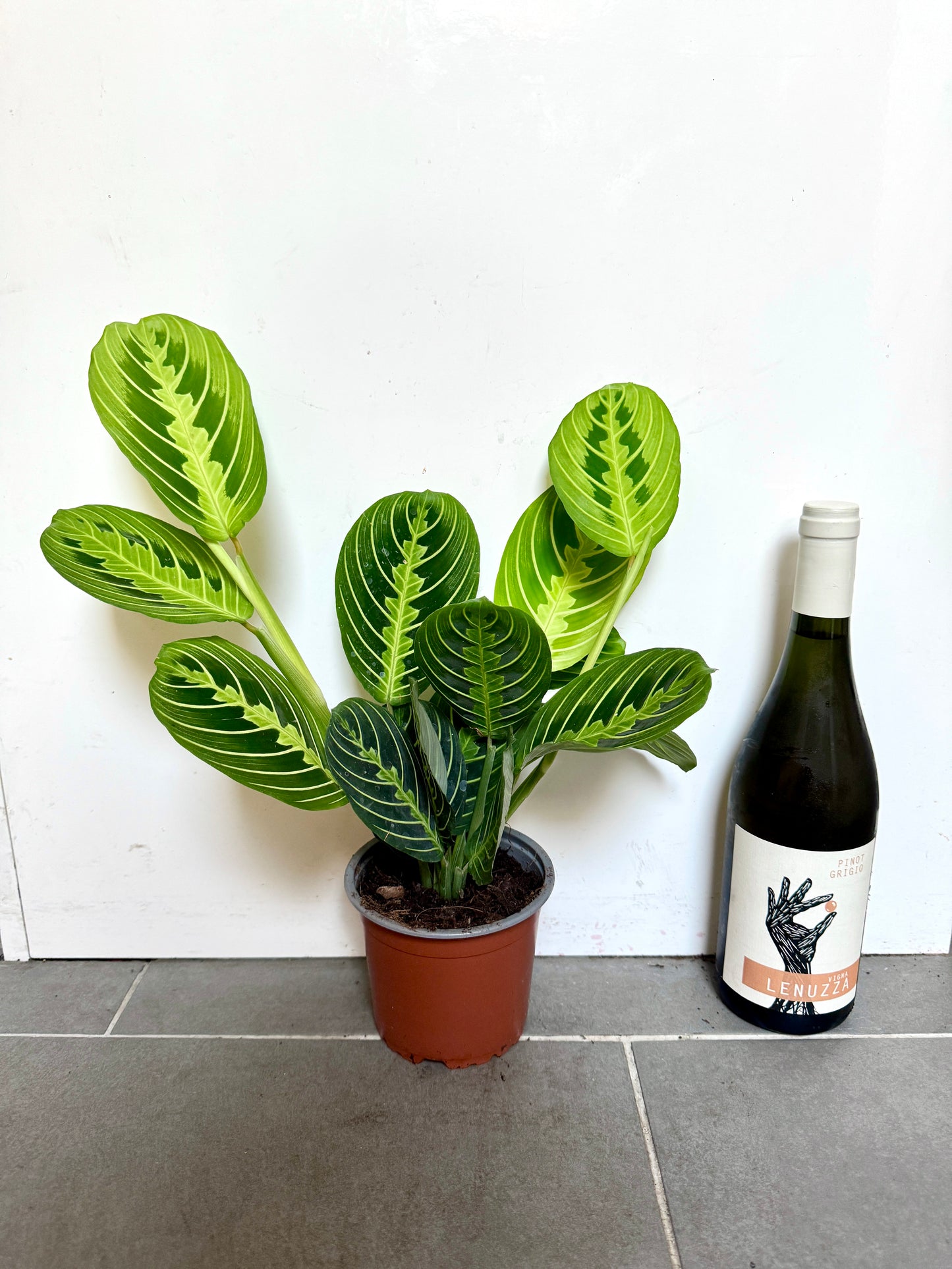 30cm Maranta Lemon Lime Prayer House Plant