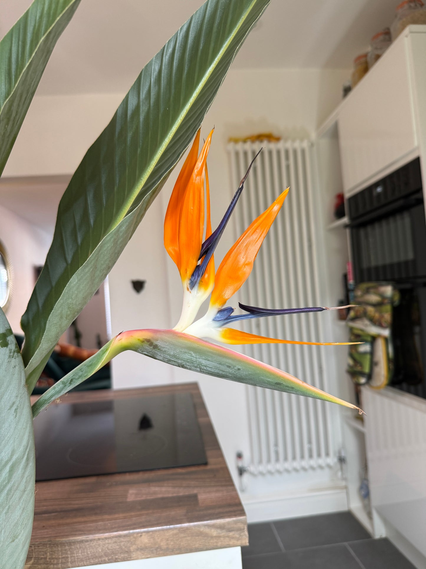 160cm Strelitzia Reginae (Orange Flowering Bird of Paradise)