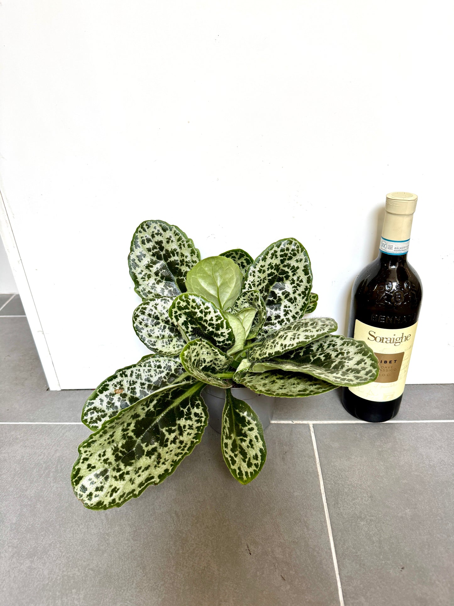30cm Streptocarpus Pretty Turtle