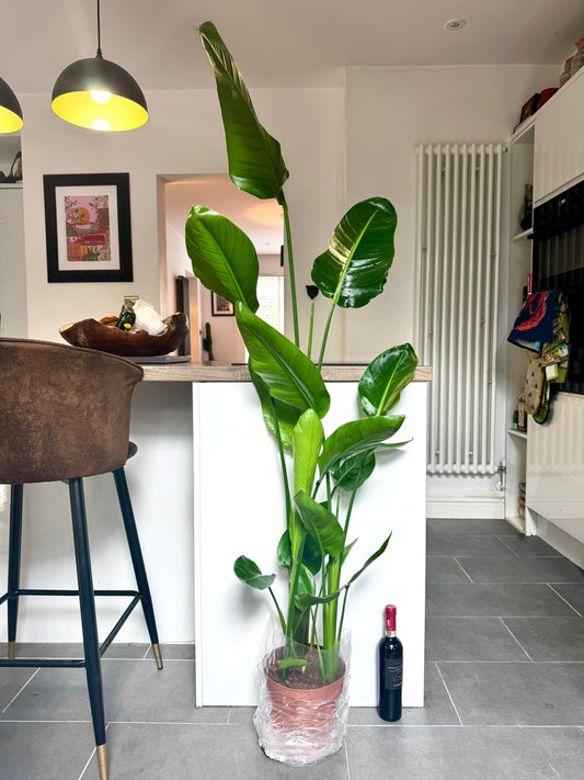 140cm Strelitzia Nicolai (Bird of Paradise)