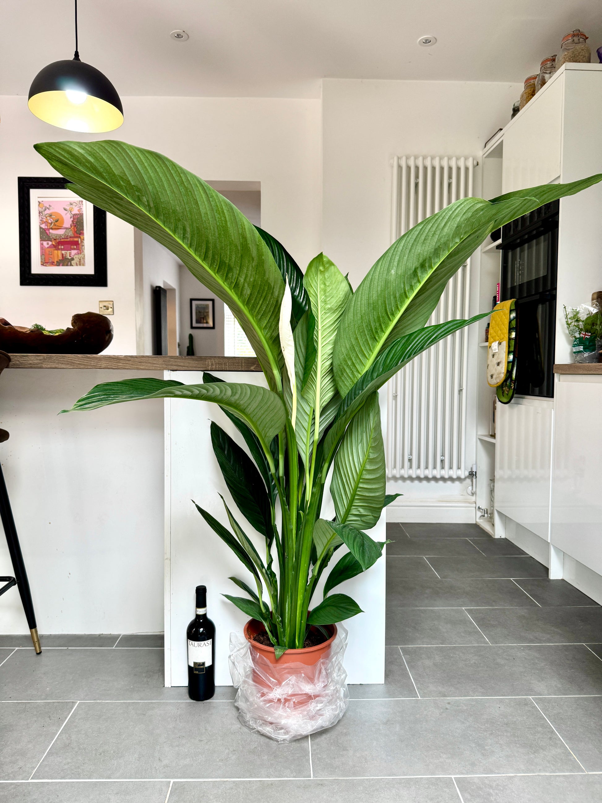Giant 150cm Spathiphyum Sensation (Peace Lily) – Bristol Plant Man