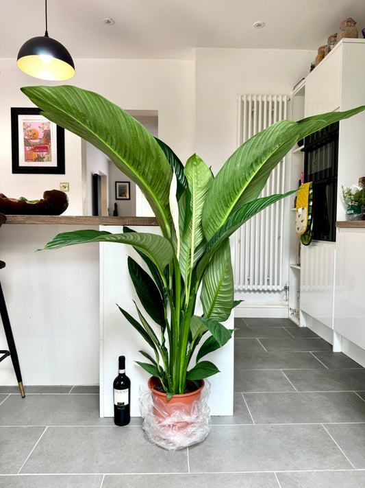 Giant 150cm Spathiphyum Sensation (Peace Lily)