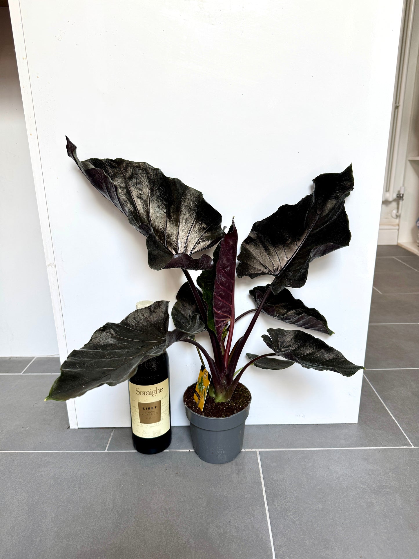 45cm Alocasia Antoro Black Velvet