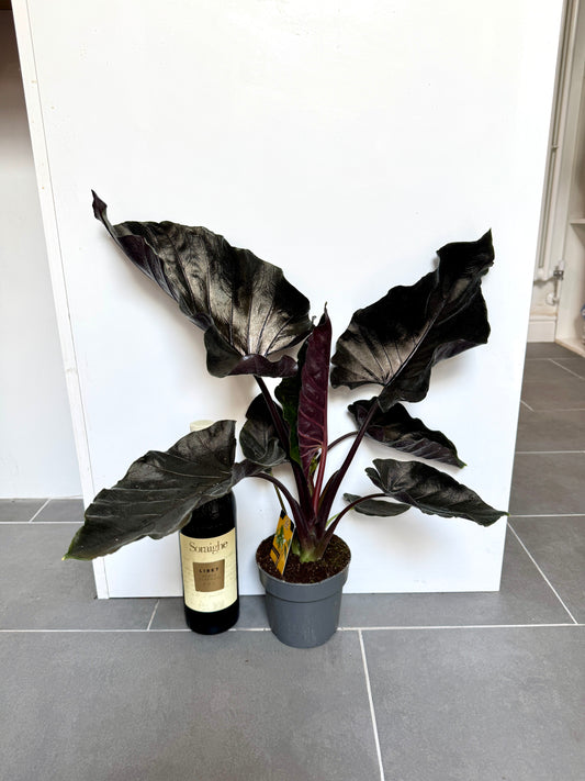 45cm Alocasia Antoro Black Velvet
