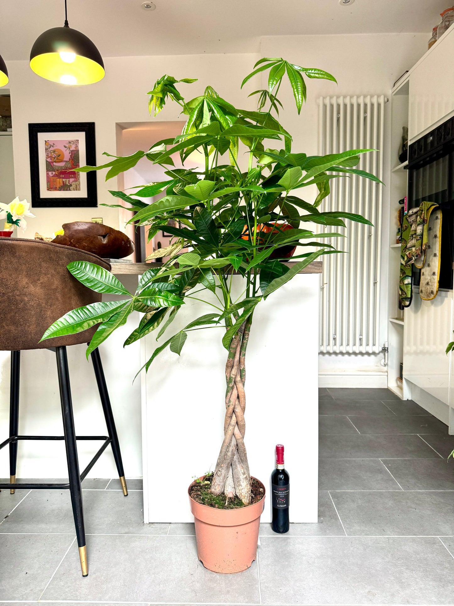140cm Pachira Aquatica (Money Tree)