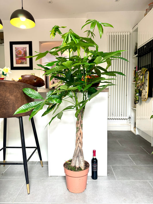 140cm Pachira Aquatica (Money Tree)