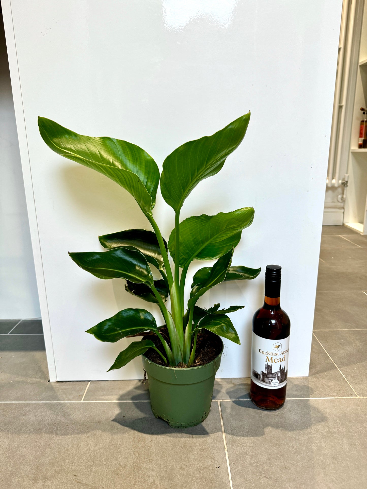 65cm Strelitzia nicolai (Bird of paradise)