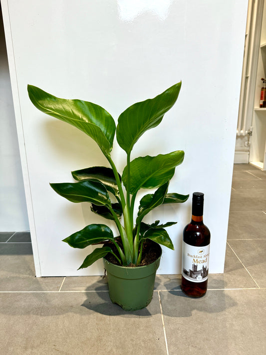65cm Strelitzia nicolai (Bird of paradise)