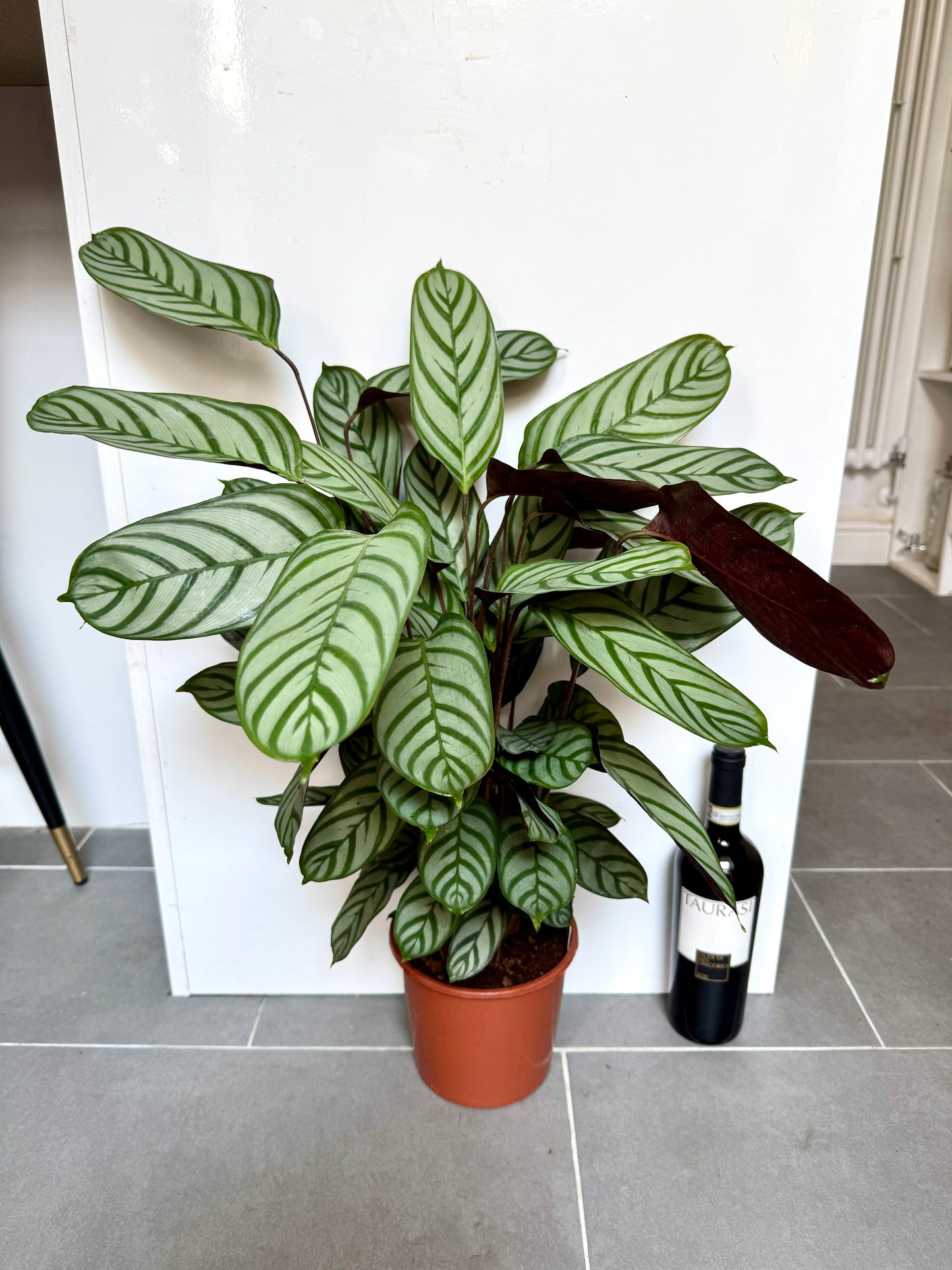 70cm Ctenanthe Compactstar