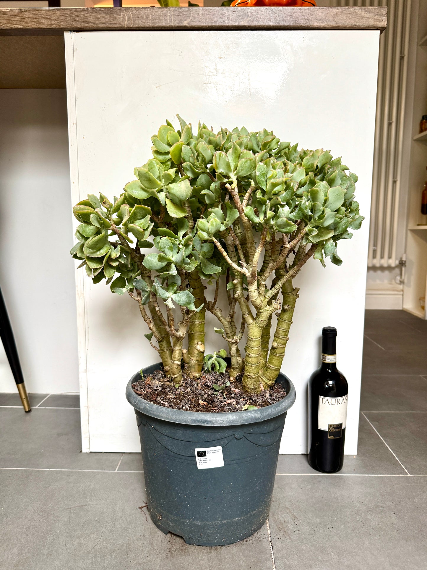 75cm Giant Crassula Arborescens (Silver Jade plant)