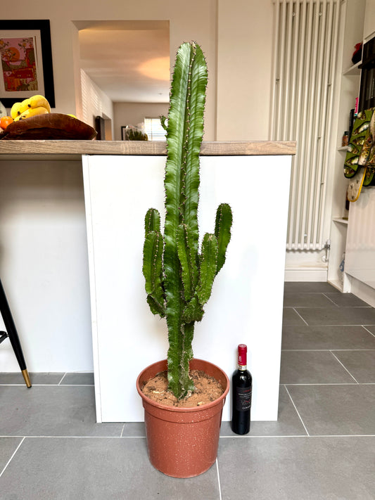 120cm Euphorbia Erytrea Cactus