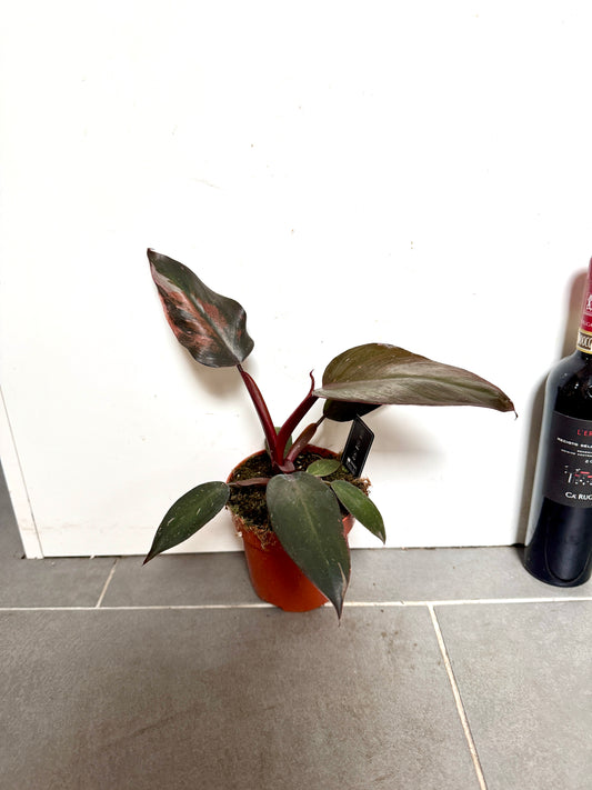 25cm Philodendron Pink Princess