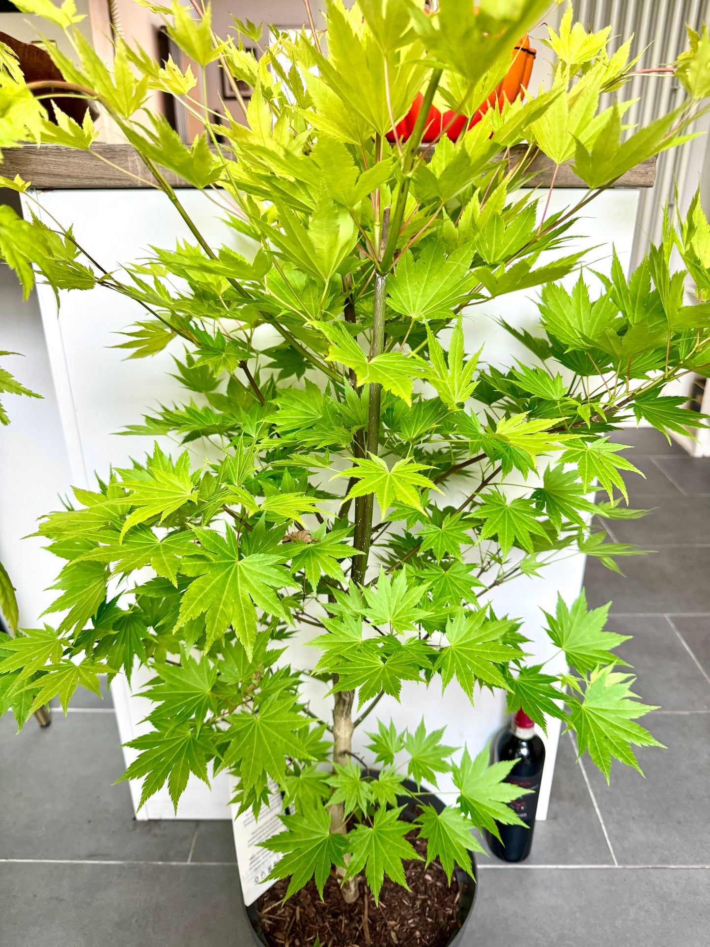 130cm Outdoor Acer Shirasawanum Jordan Tree