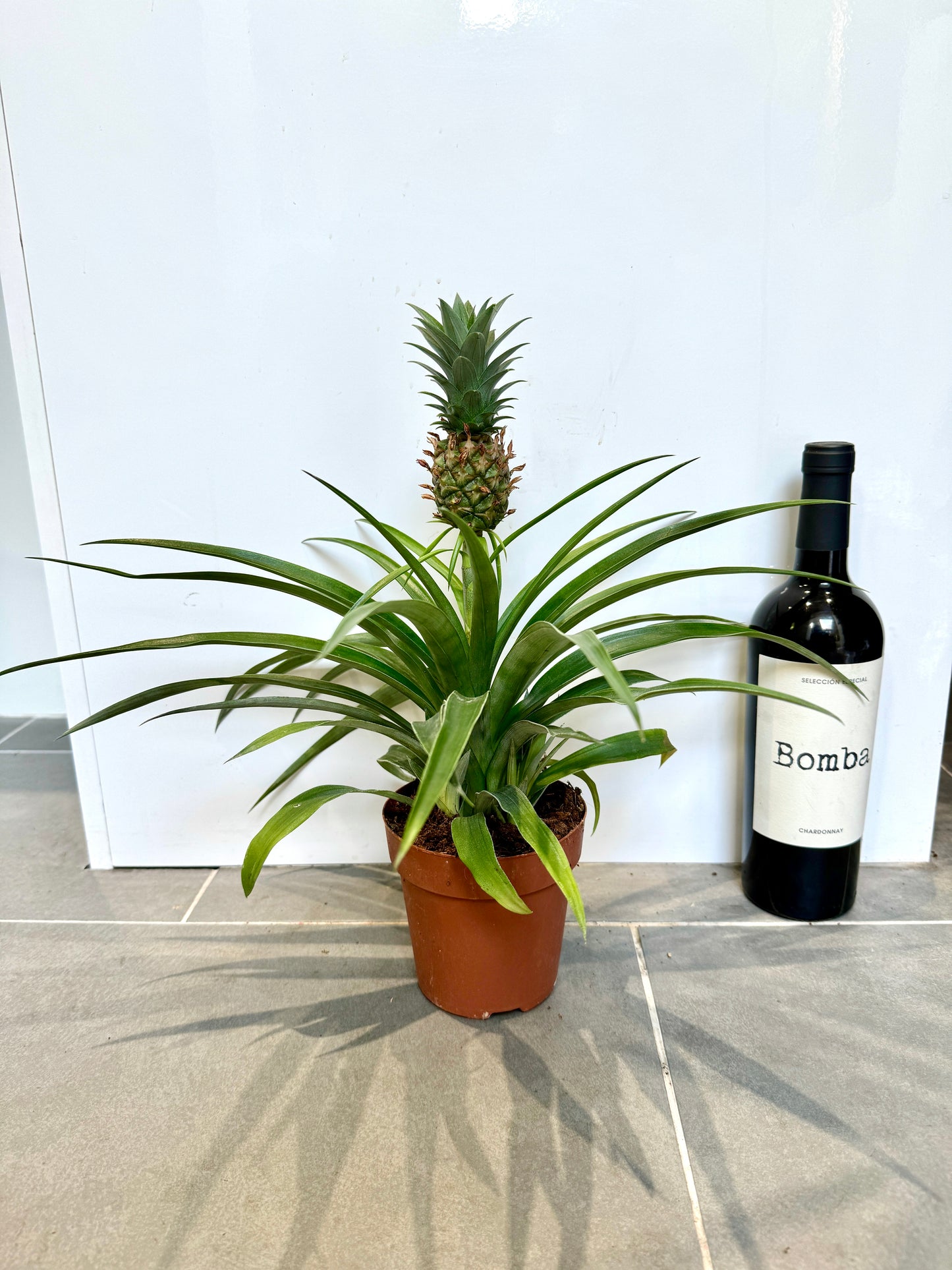 30cm Pineapple Plant