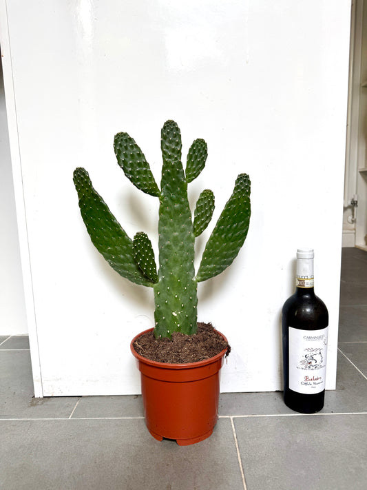 60cm Opuntia Prickly Pear Cactus