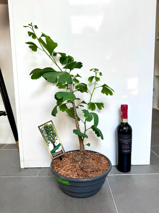 60cm Gingko Biloba Bonsai Tree