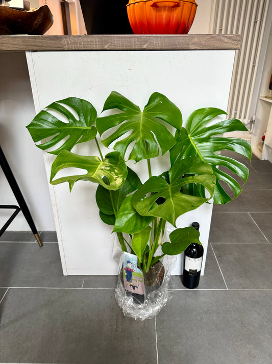 80cm Monstera Deliciosa (Swiss Cheese Plant)