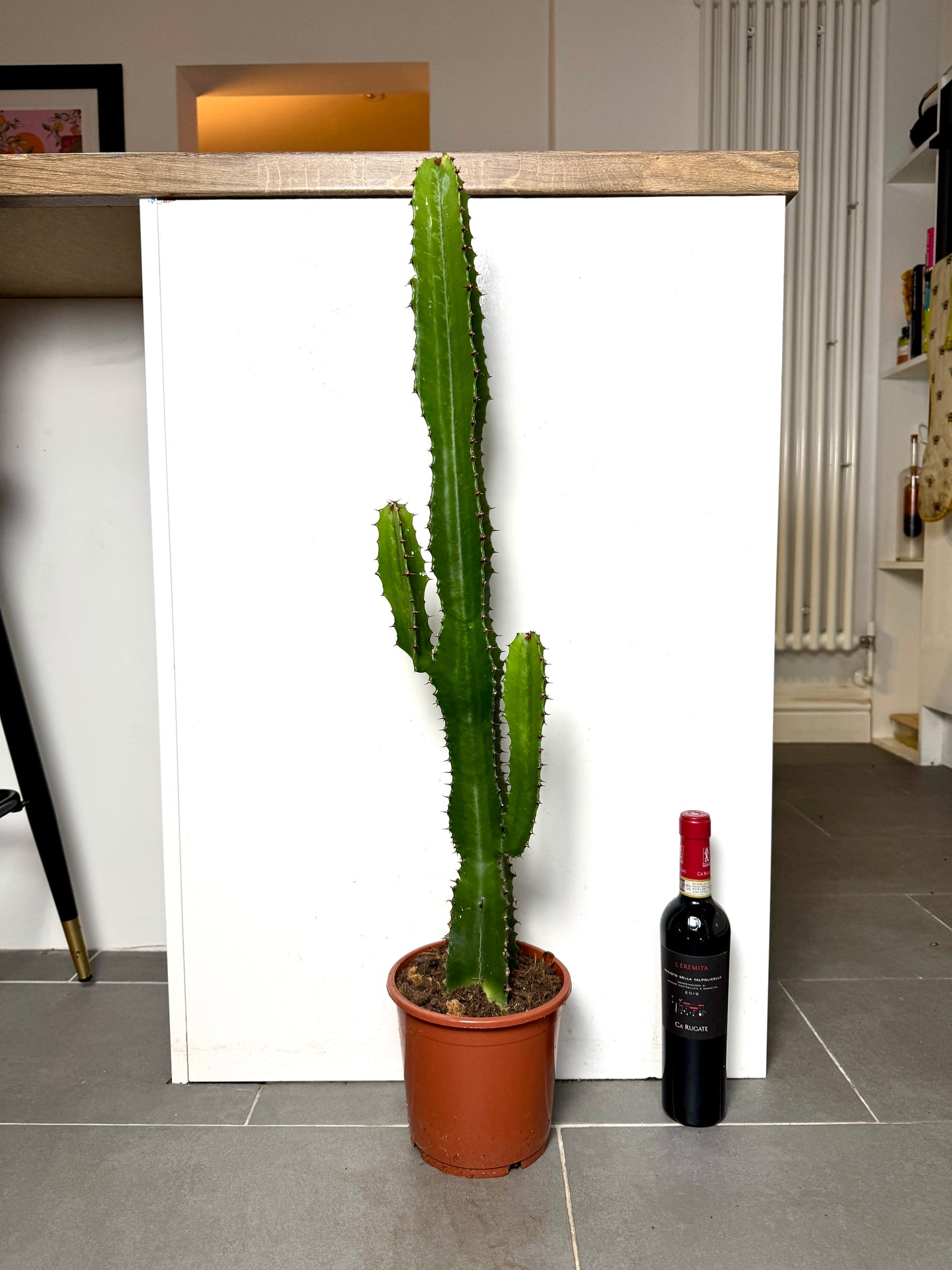 90cm Euphorbia Acrurensis Cactus