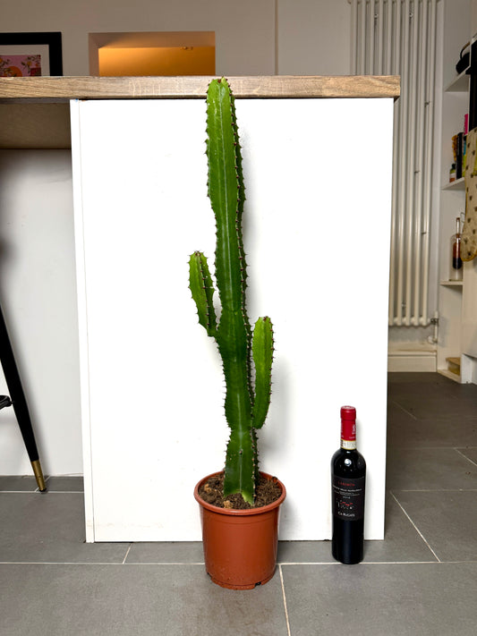 90cm Euphorbia Acrurensis Cactus