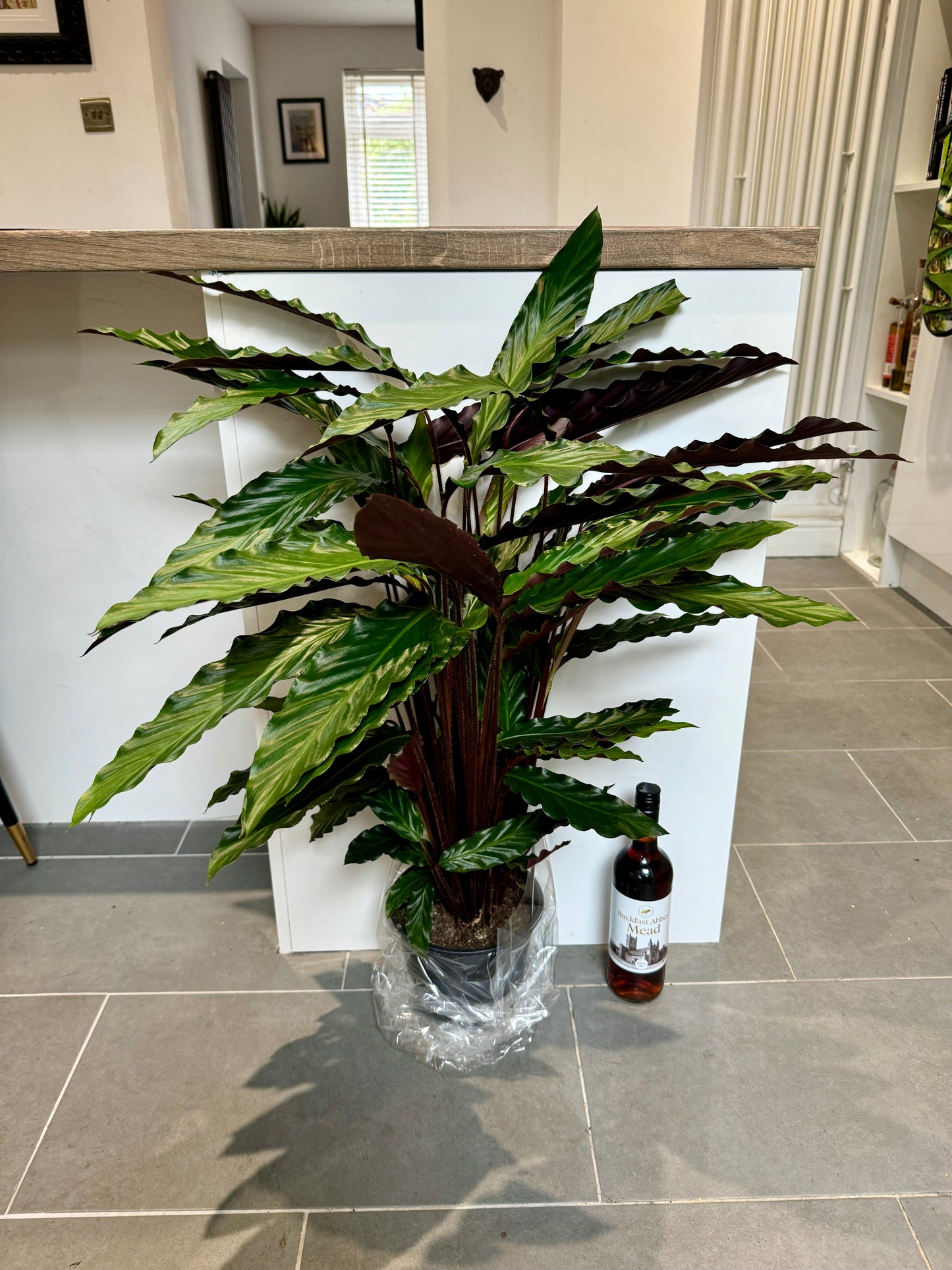 95cm Calathea Rufibarba