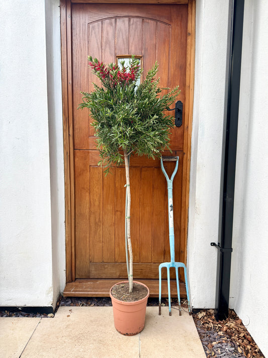 150cm Callistemon Citrinus Splendens (Bottlebrush Tree)