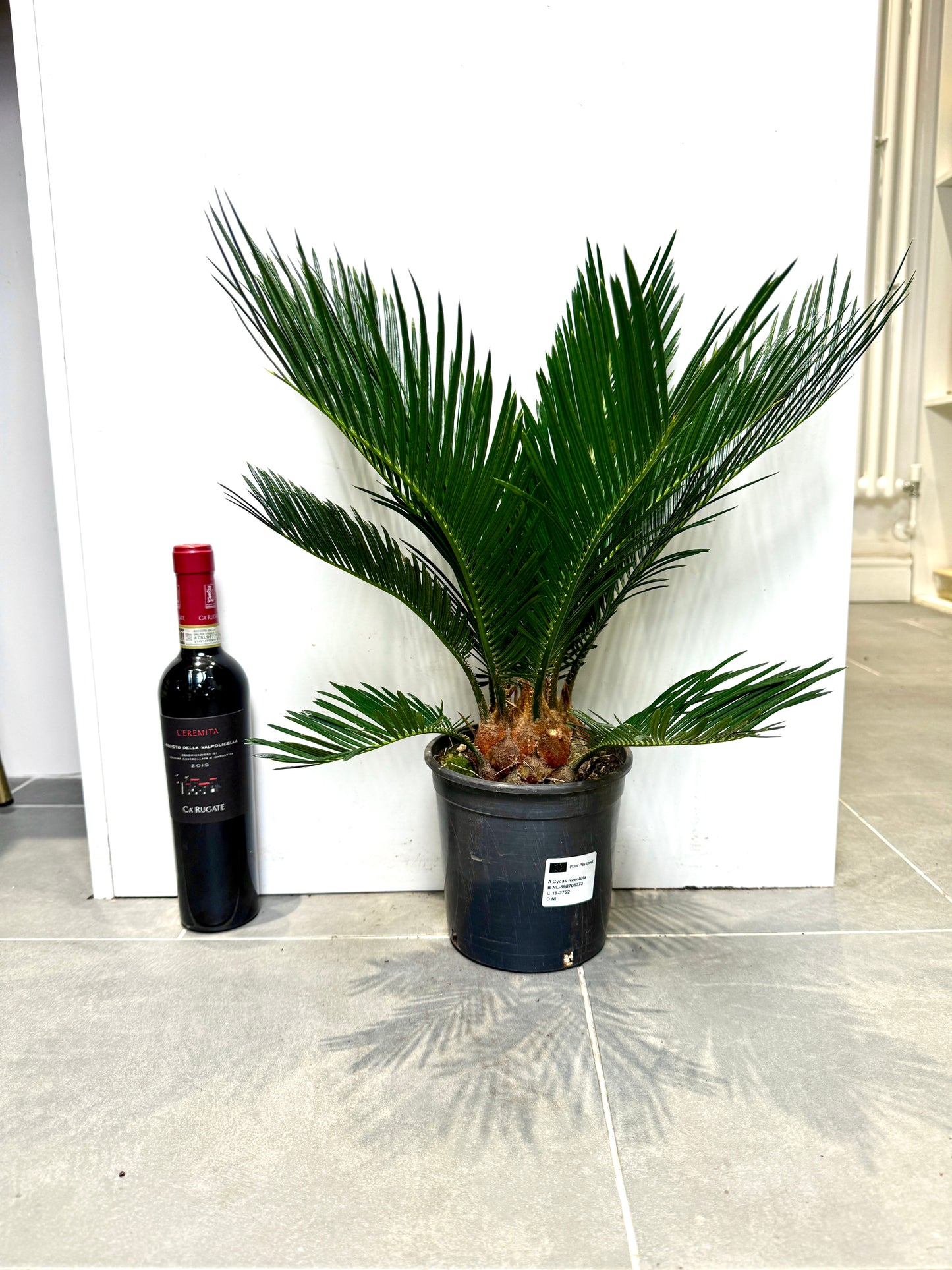 55cm Cycas Revoluta (Sago Palm)