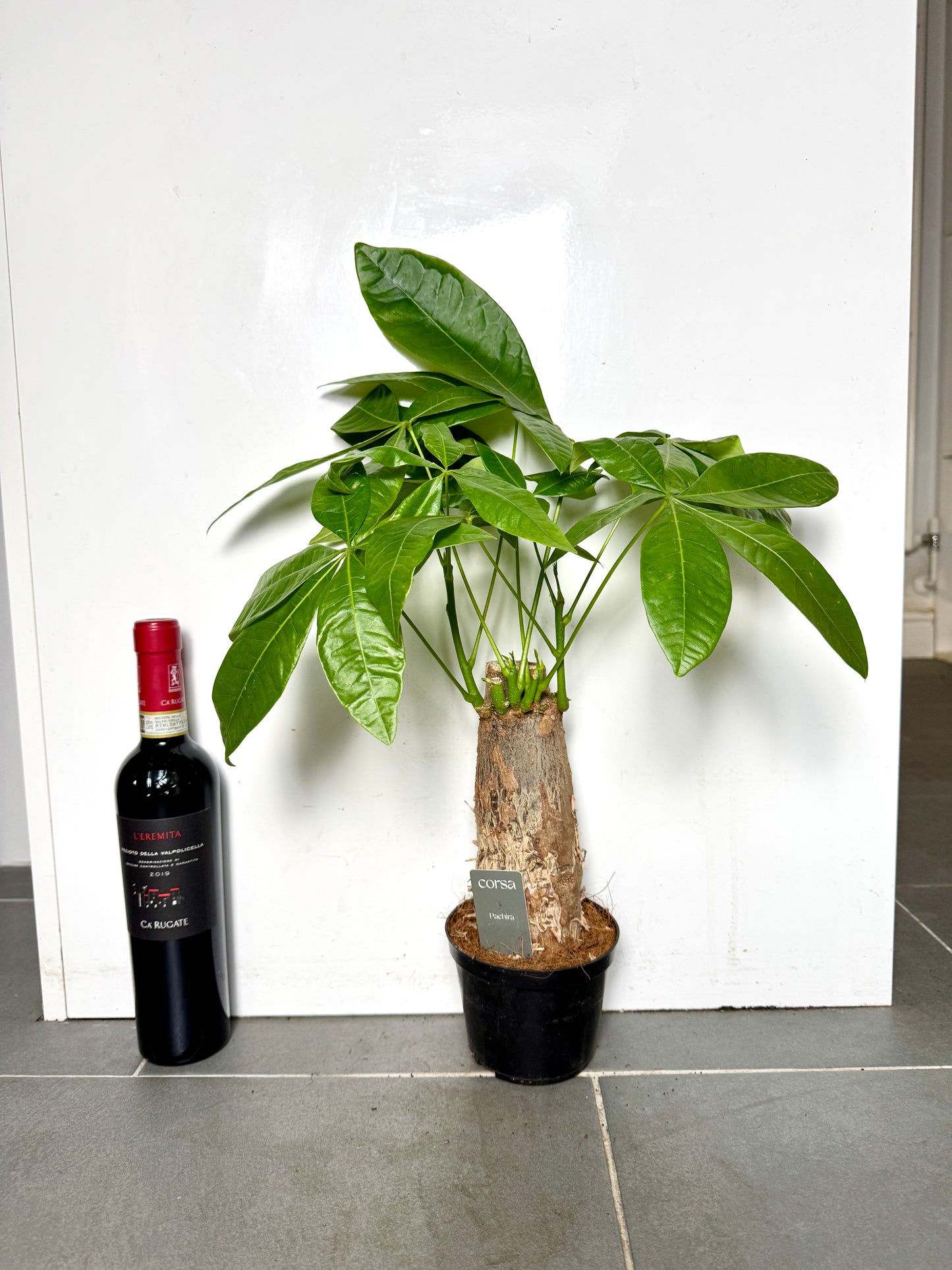 50cm Chunky Trunk Pachira Aquatica (Money Tree)