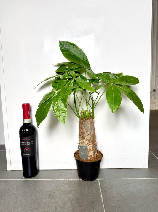 50cm Chunky Trunk Pachira Aquatica (Money Tree)